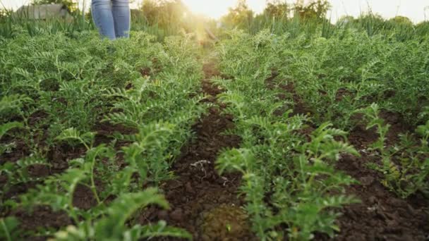 Vrouwelijke boer onkruid een plantage van jonge kikkererwten — Stockvideo