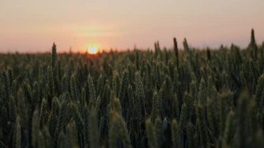Günbatımı güneş batımında yeşil buğday bıçaklar bir tarım alanı üzerinde parlıyor