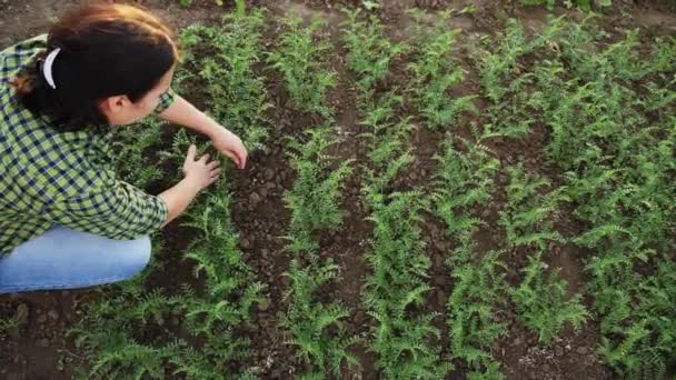 Une agricultrice désherbe une plantation de jeunes pois chiches — Video