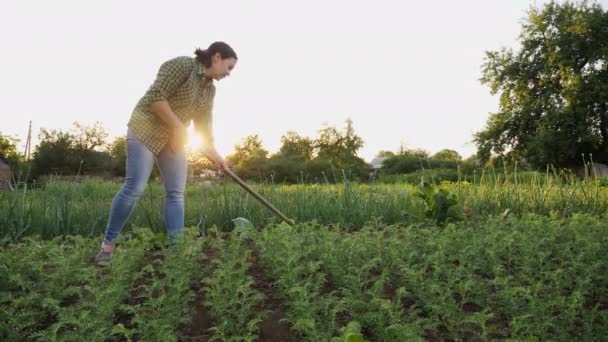 Female farmer weeds a plantation of young chickpeas — Stock Video