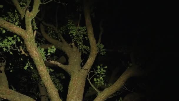 Un viejo árbol de ramas altas por la noche — Vídeo de stock