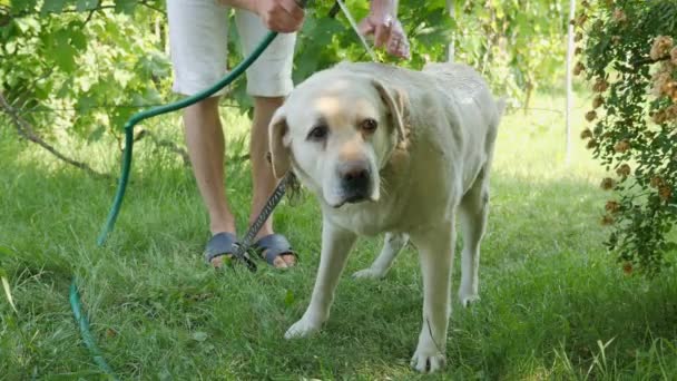 Water procedures. Baden van een hond — Stockvideo