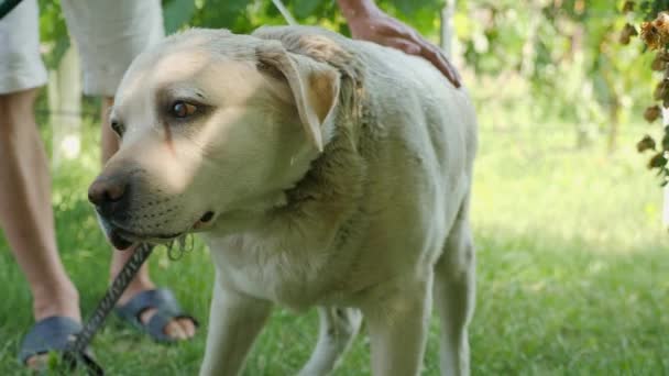 Su yordamlar. Bir köpek banyo — Stok video