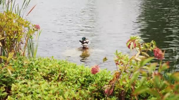 Утка чистит перья, стоя на камне в пруду — стоковое видео