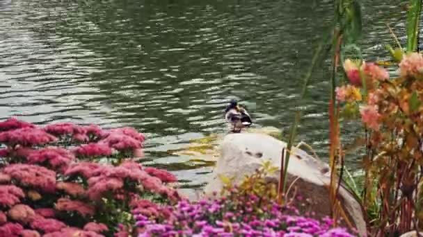 Duck cleans feathers standing on a stone in the pond — Stock Video