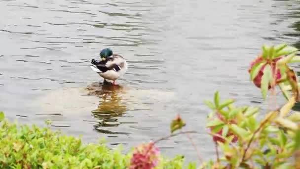 Pato limpia plumas de pie sobre una piedra en el estanque — Vídeo de stock