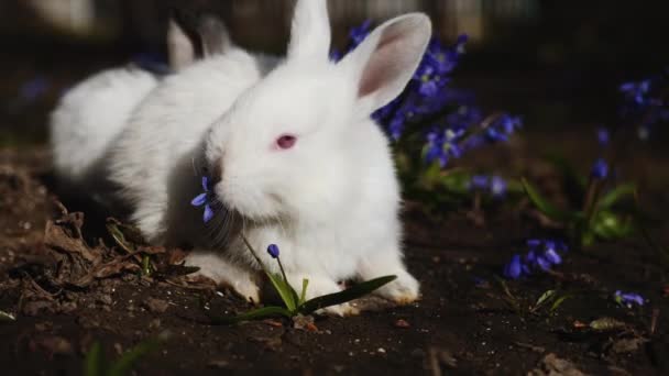 Білий пасхальний кролик рано навесні — стокове відео