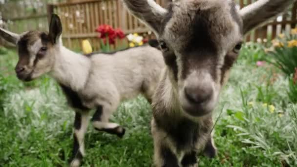 Fanny porträtt unga goatling på gården — Stockvideo