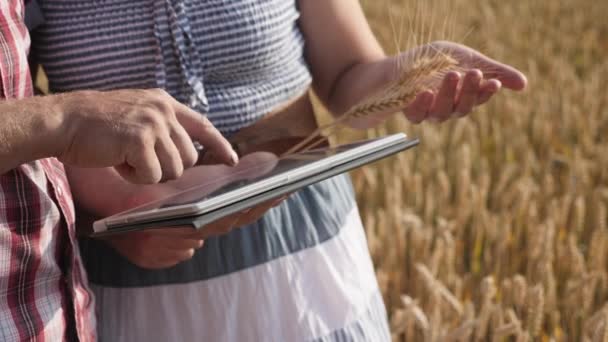 Фермеры используют цифровой планшетный компьютер в спелых пшеничных полях — стоковое видео