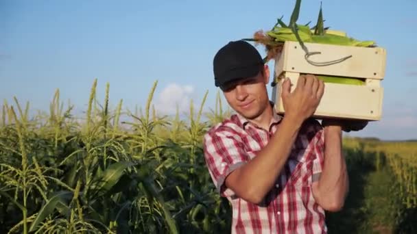 Boer, gaande van het veld met een volledig houten doos met maïs — Stockvideo