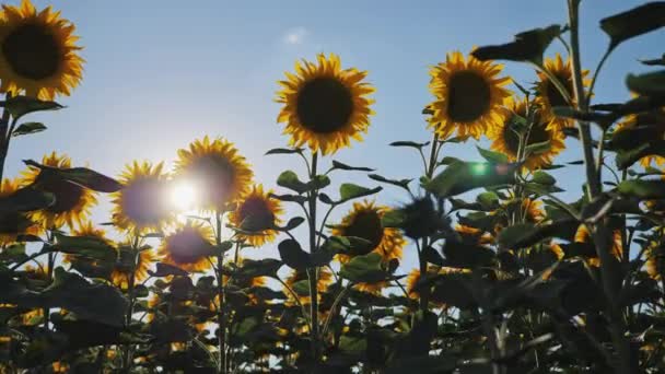 Spaziergang durch ein Sonnenblumenfeld bei Sonnenuntergang. — Stockvideo