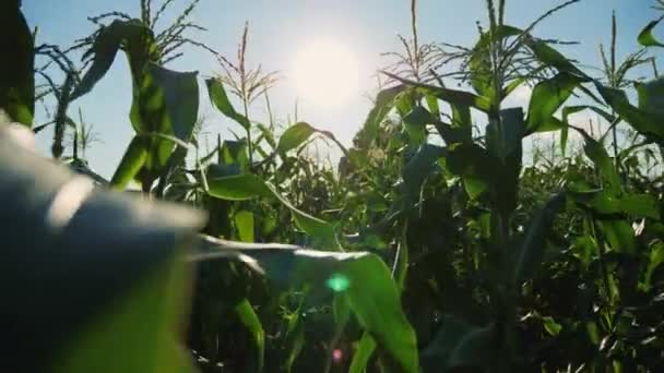 Inside the ripe corn field. Steadicam slow motion video — Stock Video