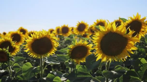 Marcher à travers un champ de tournesol sur un coucher de soleil .