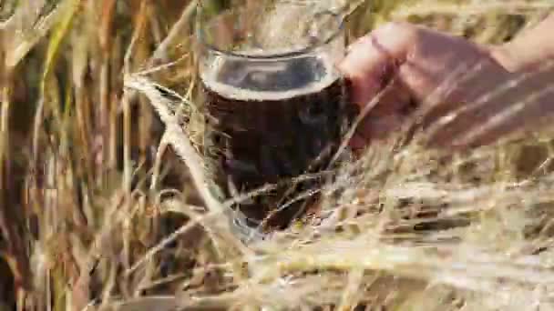 Фермер держит темное пиво на ячменном поле — стоковое видео