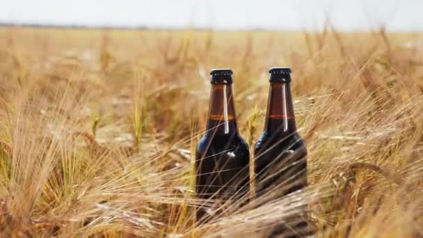 Two bottles of cold dark beer stands on a wooden box in the field — Stock Video