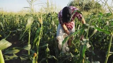 Çiftçi hasat Mısır Field