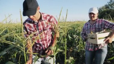 Çiftçilerin hasat mısır organik Eko çiftlik alanı