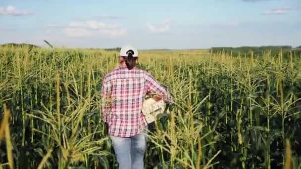 Agricultor en un campo de maíz con una caja de madera — Vídeo de stock