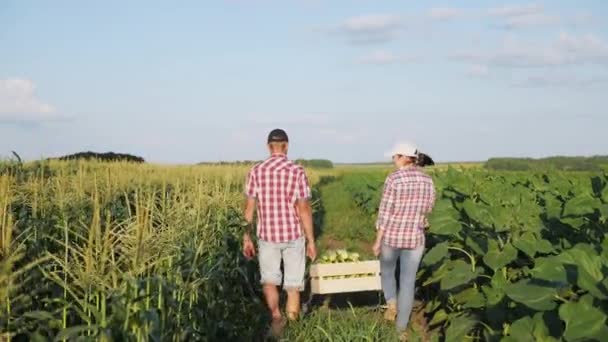 Два фермера несут кукурузу в деревянной коробке — стоковое видео