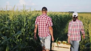 İki çiftçiler mısır mezarda taşımak