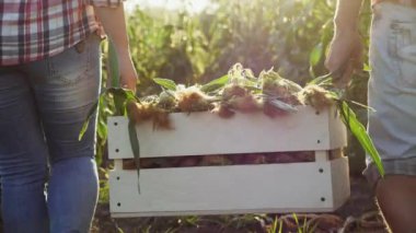 İki çiftçiler mısır mezarda taşımak