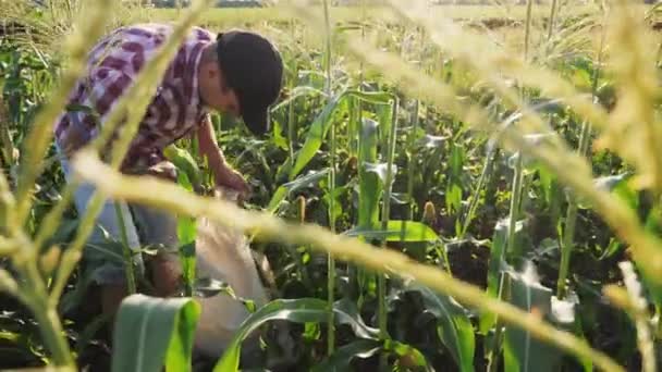 Boer oogsten maïs op veld — Stockvideo