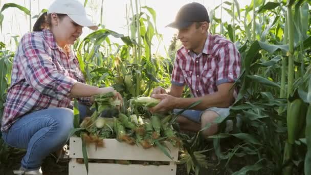 Un paio di agricoltori stanno raccogliendo mais — Video Stock