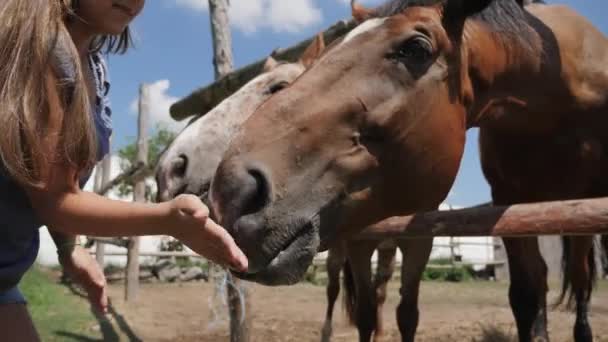 Mladá dívka, krmení a péči o hnědého koně — Stock video