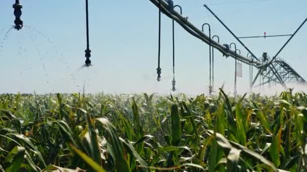 农田自动化灌溉系统 — 图库视频影像