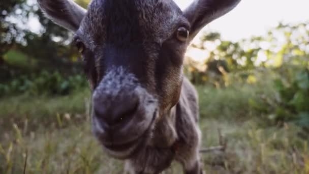 Une chèvre amicale regarde à la caméra une scène rurale 
