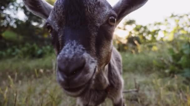 En vänlig get ser in i kameran på en landsbygdens scen — Stockvideo