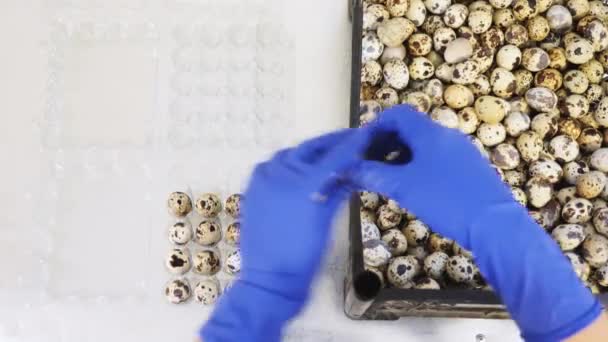Emballage des œufs de caille dans des récipients en plastique — Video