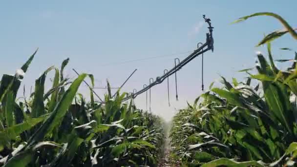 Sistema de irrigação automatizado em campo — Vídeo de Stock