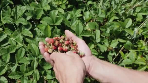 Las manos masculinas recogen cosecha fresa silvestre — Vídeo de stock