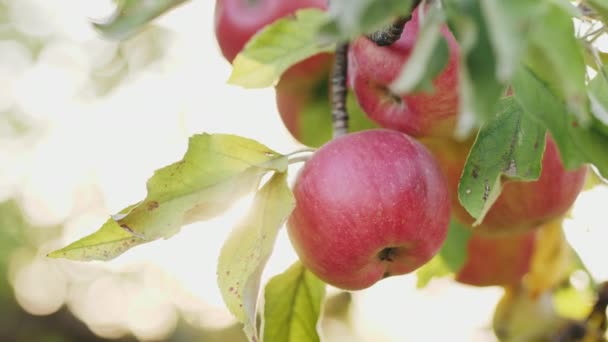 Rode appels op de boom — Stockvideo