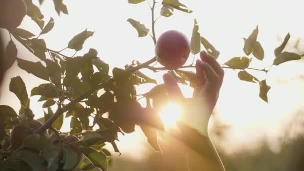 Девушка собирает красное яблоко с дерева — стоковое видео