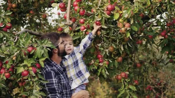 Kleiner Junge hilft Vater bei der Ernte im Apfelgarten — Stockvideo