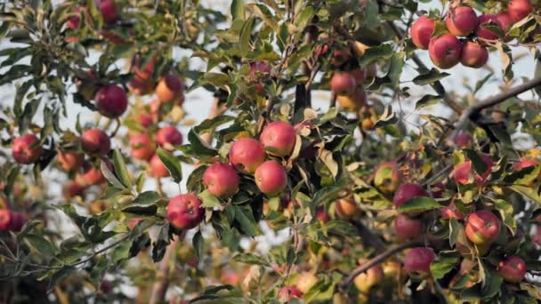 Red apples on the branches of apple tree — Stock Video