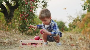 Küçük çocuk bir ahşap kutu içinde kırmızı elma toplar
