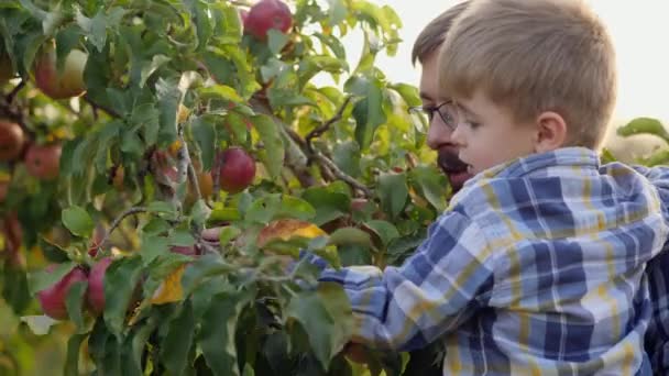 Far med en liten son plocka äpplen — Stockvideo