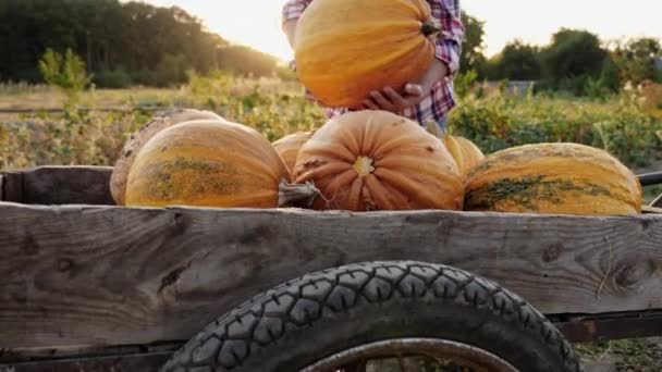 Mujer pone una calabaza naranja madura en un carro — Vídeos de Stock