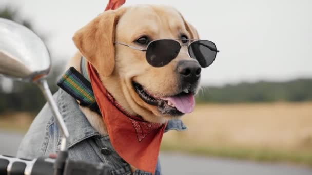 Labrador chien en lunettes de soleil — Video