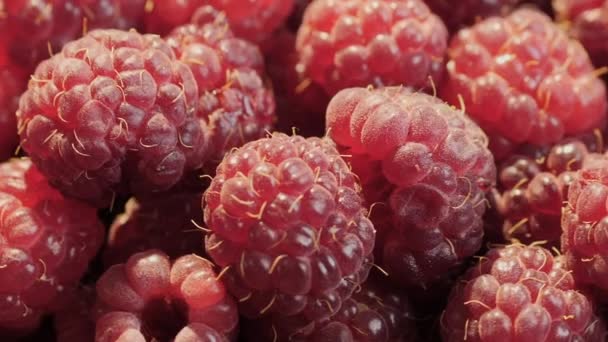 Raspberry rotation background. Close-up — Stock Video
