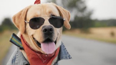 Bir motorcu Labrador köpek kameraya poz güneş gözlüğü portresi