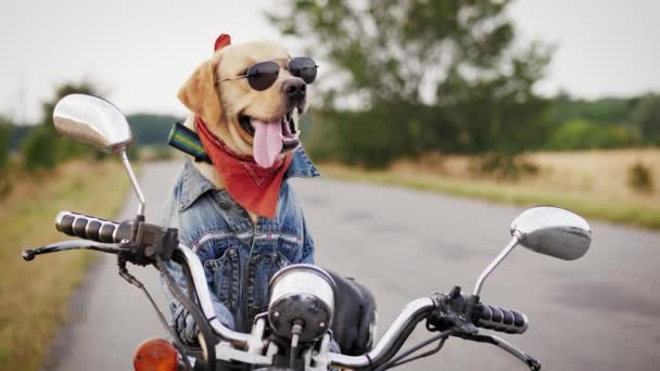 Labrador Dog Wearing Sunglasses Sitting Motorcycle Dog Biker Awaits Owner Royalty Free Stock Video
