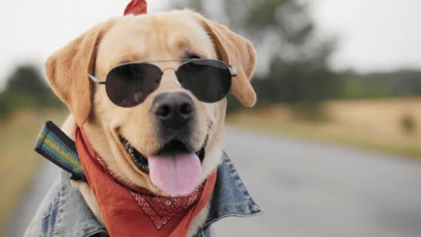 Portrait Biker Labrador Dog Sunglasses Posing Camera Stock Footage