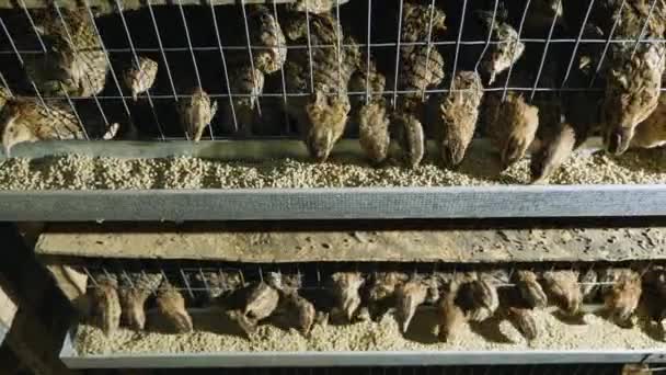 Vaktlar i burar på fjäderfä gård under utfodring — Stockvideo