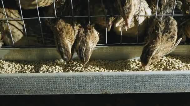 Quails in cages at poultry farm during feeding — Stock Video