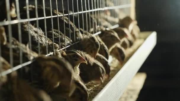 Codornizes em gaiolas na granja de aves durante a alimentação — Vídeo de Stock