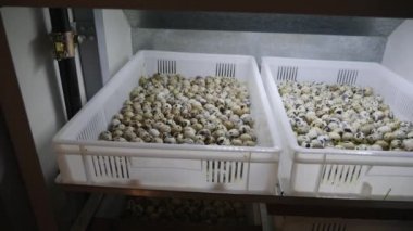 Bıldırcın yumurtası kuluçka